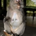 monkey_macaque_balinese_mf_ubud_v_0509_bal0511.jpg
